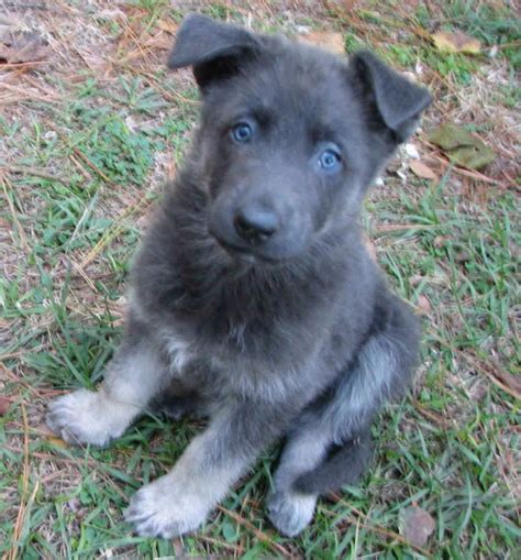 Blue German Shepherd Puppies | PETSIDI