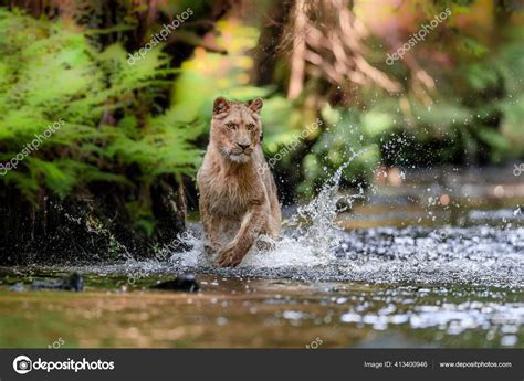 Close Portrait Lioness Chasing Prey Creek Top Predator Natural