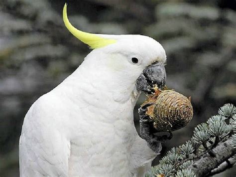 12 Types Of Cockatoo - Superstar Pets With Colorful Crests