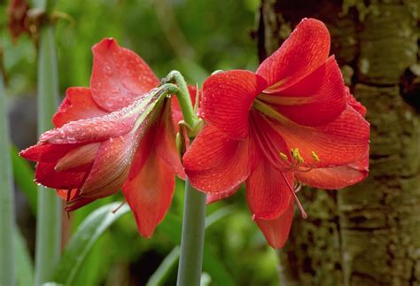 Taking Care Of Of Your Amaryllis The Habitat