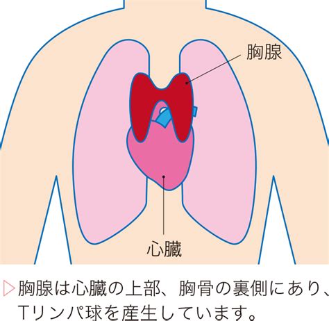 重症筋無力症（mg） 看護roo カンゴルー