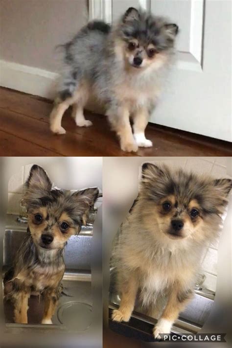 Pomeranian Puppy Uglies Before And After Great Beauty Diary Picture