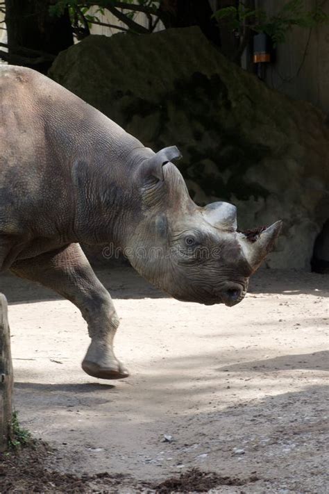 Vertical Shot of a Baby Rhino in a Zoo in Africa Stock Image - Image of ...