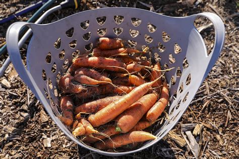 Growing Carrots In Containers The Ultimate Guide — Meadowlark Journal