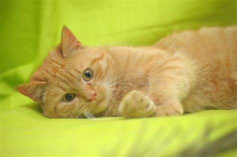 Domestic Red Cat Lies On A Green Background Stock Image Image Of