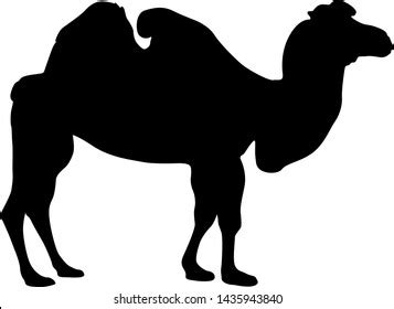 Silhouette Camel On White Background Stock Vector (Royalty Free ...