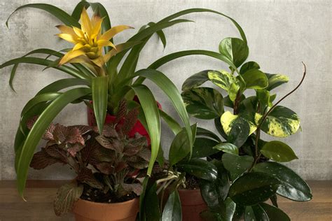 12 Beautiful Low-Light Houseplants