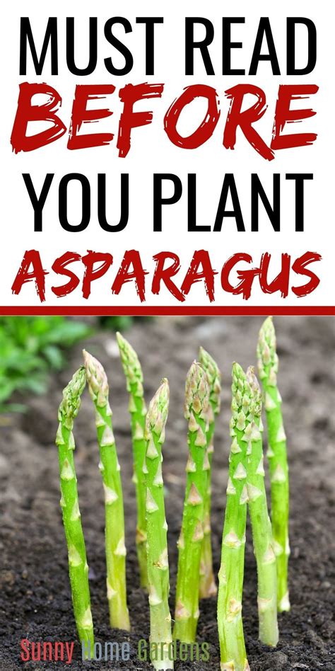 How To Grow And Care For Asparagus Asparagus Garden Asparagus