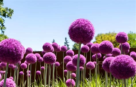 Allium Flower Meaning Symbolism