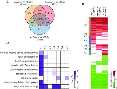 Upregulation Of Proliferation Pathways In Alcam Cells A Venn