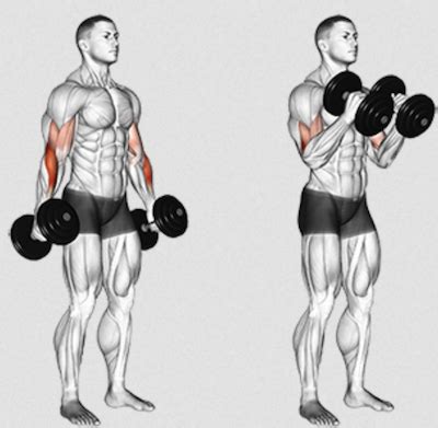 The Dumbbell Hammer Curl 101 | Form, Variations, & Alternatives!