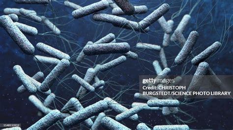 Cholera Bacteria Illustration High Res Vector Graphic Getty Images