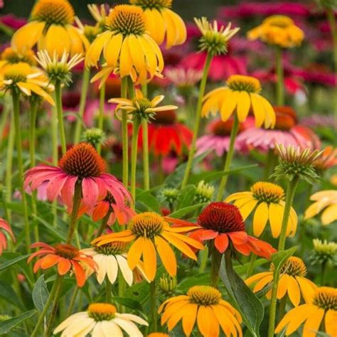 100 Coneflower Seeds Echinacea Purpurea Seeds For Planting SHEIN USA