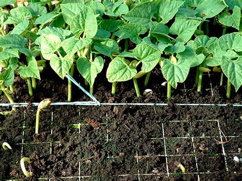 Época De Plantar Feijão - Estágio no Sítio dos Herdeiros: Como plantar feijão, SOLO, ÉPOCA, TEMPO ...