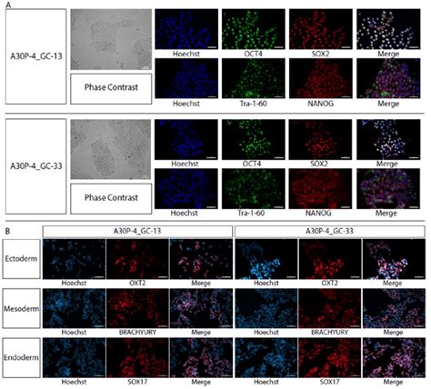 Ips Cell Line Characterization A Pluripotency Characterization Of