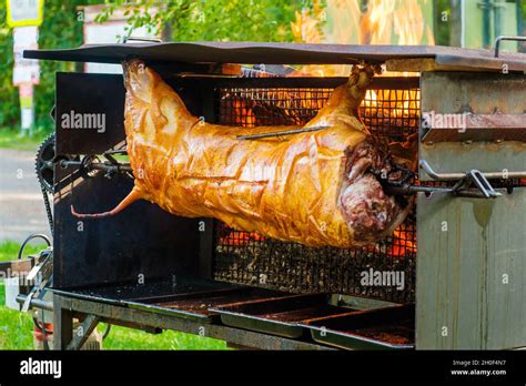 Suckling Or Roasted Pig On The Grill Stock Photo Alamy