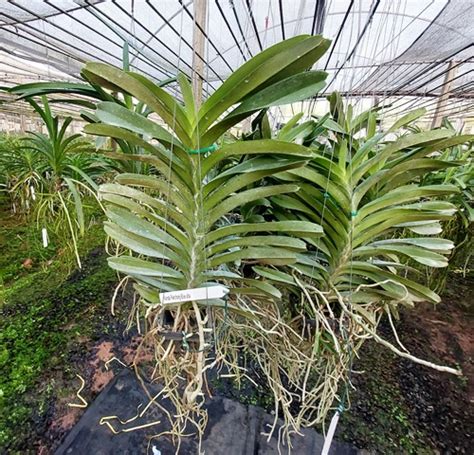 Vanda Pakchong Blue alba Orquidário Santa Bárbara