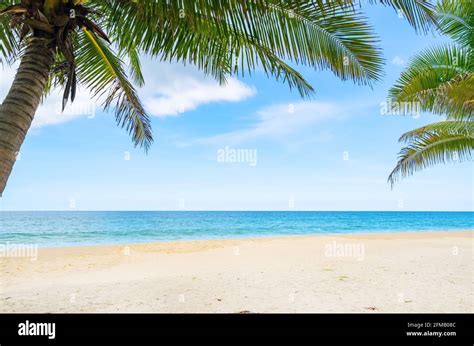 Summer Background Of Coconut Palm Trees On White Sandy Beach Landscape