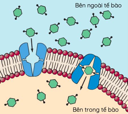 Lý thuyết Bài 9 Trao đổi chất qua màng sinh chất Chưa xác định lớp 10