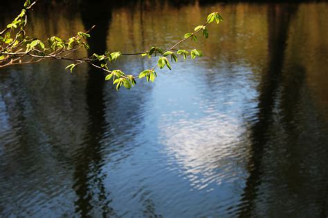 Wallpaper Water Nature Reflection River Pond Tree Autumn Leaf