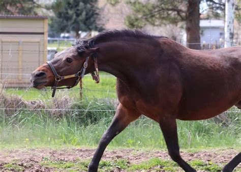 Angry Horse Horses Beautiful Horses Horse Face