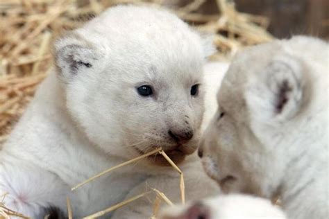 Pin Von Nicole Bauer Auf Animal Love Baby Eisbären Weiße Löwen