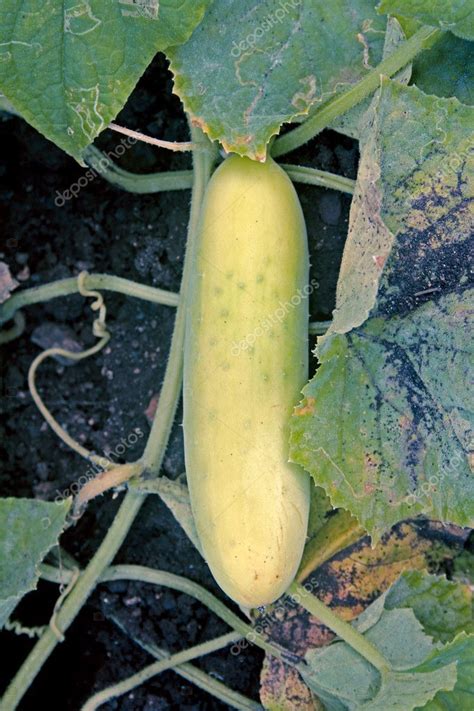 Pepino Cucumis Sativus Es Una Planta Ampliamente Cultivada En La