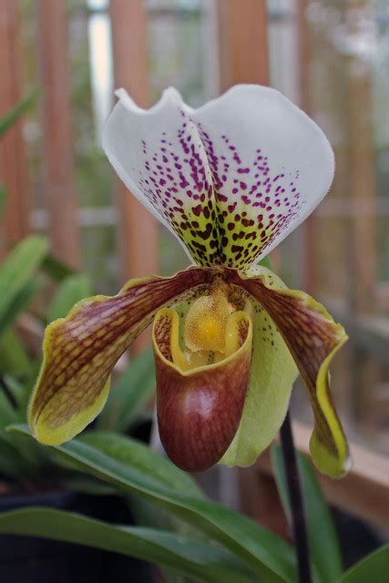 Paphiopedilum Goultenianum X Alma Gevaert BG Meise Flickr