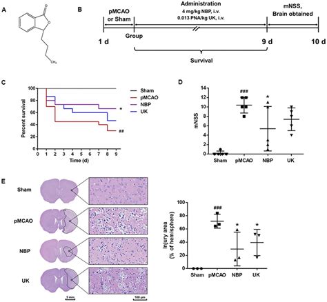 Dl N Butylphthalide Inhibits Neuroinflammation By Stimulating Foxp