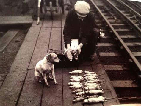 Rat Catcher and his dog Kings Cross? 1928 | Dogs, Greater london, Rats