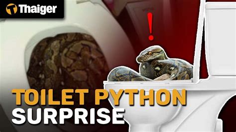 Thailand News Toilet Python Surprise Youtube