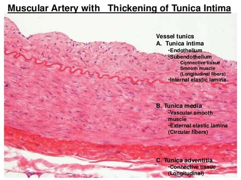 Histology Of Blood Vessels