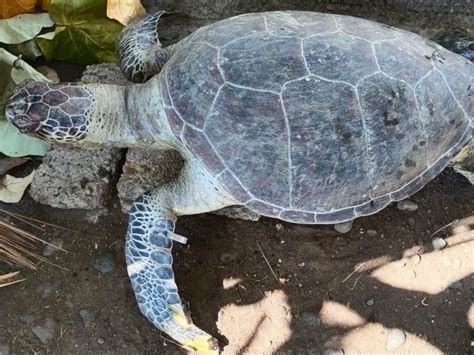 Balai Ksda Bali Penemuan Bangkai Penyu Mati Di Perairan Pantai Pulaki