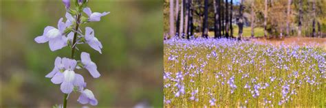 A Comprehensive Guide To 32 Blue Wildflowers In Pennsylvania Nature