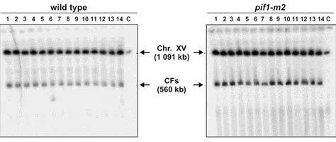 Figure S2 Pulsed Field Gel Electrophoresis Pfge Analysis Of Cf And