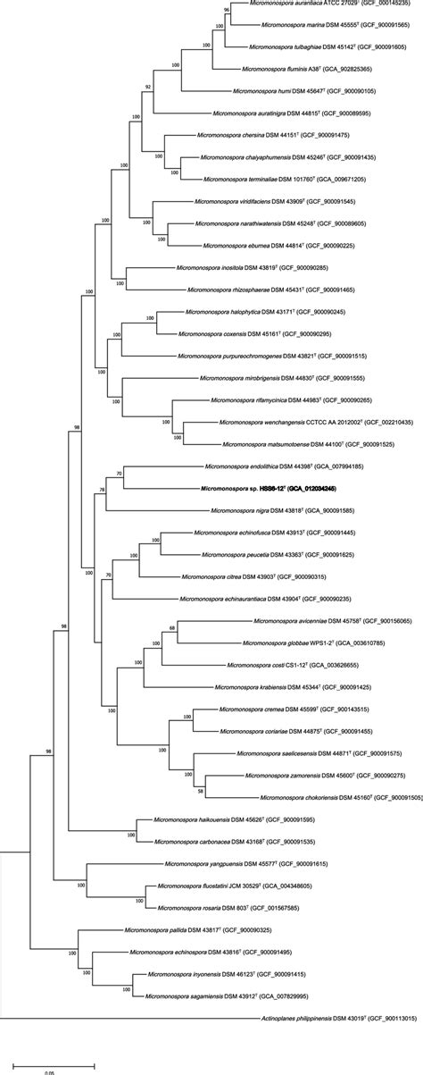 Phylogenomic Analysis Of Hss T And Type Strains Affiliated To The