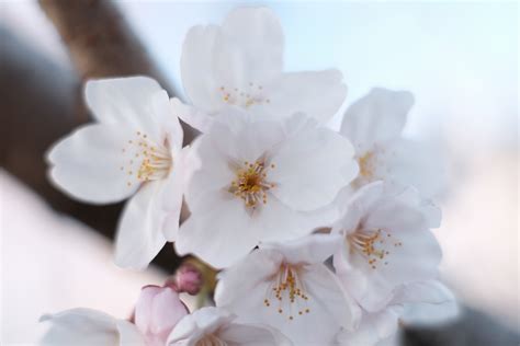 Sfondi Giappone Ramo Fiore Di Ciliegio Fiorire Primavera Tokyo