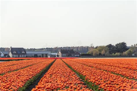 Spring Tulip Fields in Holland, Netherlands Stock Image - Image of ...