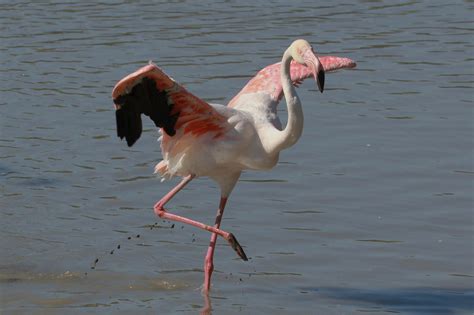 Phoenicopterus Roseus JuzaPhoto