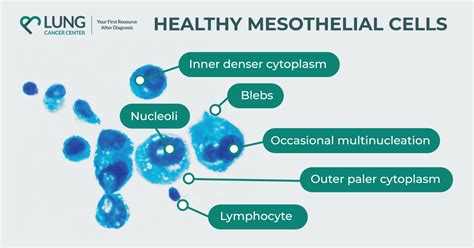 What are Mesothelial Cells? Function and Structure