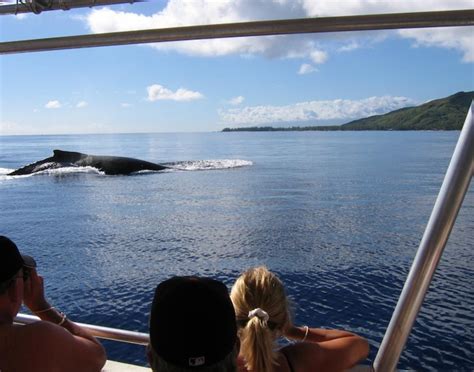 Dolphin & Whale Watching Expedition - MOZ Shore Excursions | Carnival ...