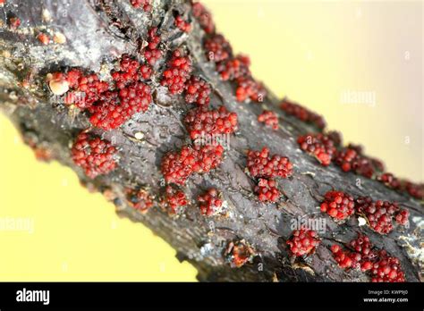 Coral Spot Nectria Cinnabarina Growing On Willow Stock Photo Alamy