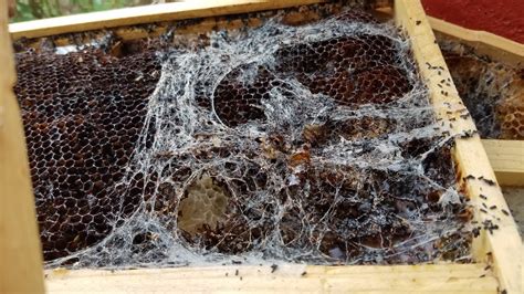 Wax Moth Larvae infestation… Gross!!!! – My Little Red Tractor Farm