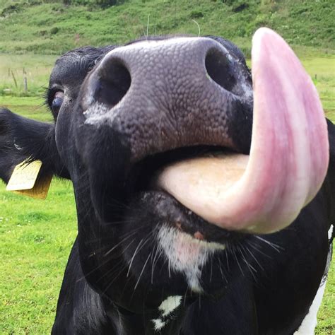 Albums Wallpaper Baby Cow Sticking Tongue Out Updated