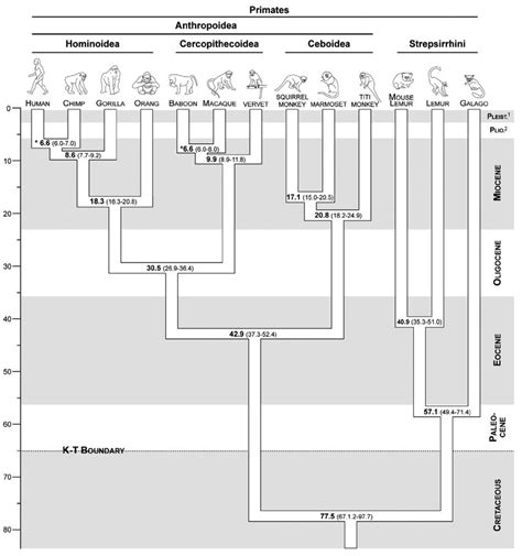 Primates Phylogeny Obtained By Molecular Clock Estimates The Dates