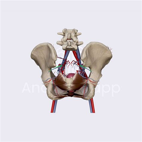 Superior Gluteal Artery | Complete Anatomy🌱 Explorando a cultura e a ...