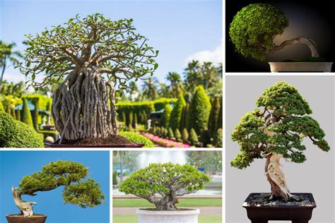 Bonsai Tree Types Indoor