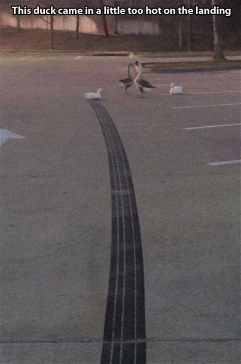 35 Duck Memes That Will Make You Quack All Day Really Funny Funny