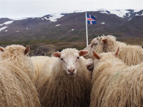 Where Sheep Lives Man Lives Icelandic Times