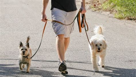 Cómo pasear varios perros a la vez